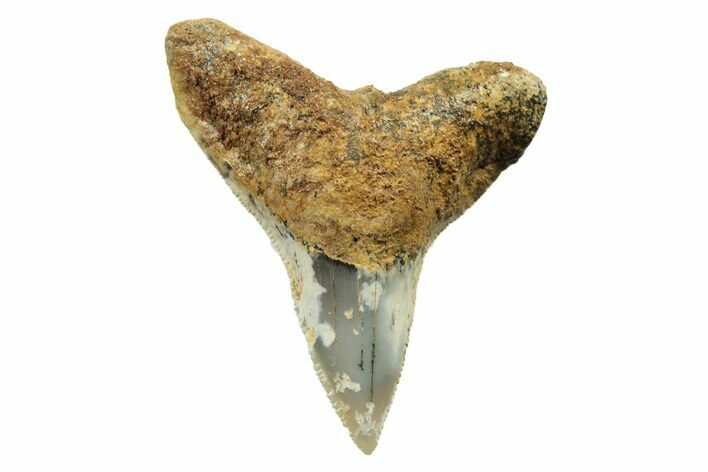 Fossil Bull Shark Tooth (Carcharhinus) - Angola #259502